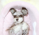 나른한 월요일 😪 모두 신나는 월요일 보내시지 말입니다!🙋🏼 . . . #160314 | Schnauzer, Dogs