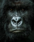 Pin by 예찬 on 영장류 | Gorilla, Gorilla trekking, Primates