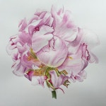 #акварель #watercolor #helleborus #botanical #botanicalillustration #botanicalart | 수채화