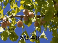 가을 이야기나누기 가을열매와 곡식 - 2020 | 가을, 곡식, 대추