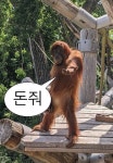 귀여운 동물 밈: 웃음을 선사하는 오랑우탄