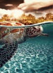 베이스워터 뷰티 (Bayswater Beauty) | water fish에 관한 13개의 최상의 Pinterest 이미지 | 자연, 생선 및 베이스 기타 water fish