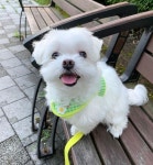 Pin page 재롱이 ♥(@jrong.__) • Instagram 사진 및 동영상 | 동물 사진, 강아지, 사진