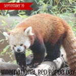 #InternationalRedPandaDay | 레서판다