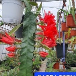 디소각투스 아커마니 대품 - 선인장(Cactus)
