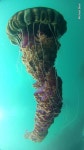Ocean에 관한 249개의 최상의 Pinterest 이미지 | 생선, 자연 및 고래 Ocean