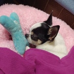 11일만에 집에온 똘이ㅎ 아구 이뻐... | Chihuahua