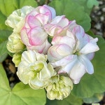 제라늄 핑크클라우드 (사이즈확인하세요)(Geranium/Pelargonium) - 관엽식물(Foliage)