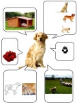 Dyr에 관한 53개의 최상의 Pinterest 이미지 | 유치원, 농장 동물 및 초등학교 Dyr