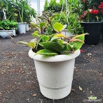 하늘꽃농원 꽃피는 환희 호야 물받이 화분 넝쿨식물(Hoya carnosa) - 넝쿨류(Vine)