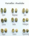 Arabica bean in indonesia | 커피 로스팅, 바리스타, 커피 음료