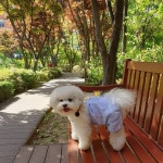 콧바람만쐬고 스벅가서 간식먹고 하루시작하기...😝😝. . . . . . . .  모닝커피... 비숑프리제  비숑 … (With images) | Instagram... 