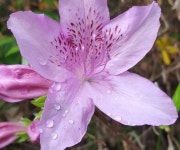 고창복분자 _ 해풍복분자 _ 복분자에 있는 고창흙쟁이님의 핀