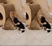 우리 아기 강아지~엄마 같은 고양이의 다정한 그루밍 우리 아기 강아지~엄마 같은 고양이의 다정한 그루밍 | 강아지, 아기, 아기 강아지