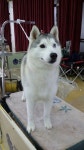 11222015 KOREA KENNEL CLUB DOG SHOW, ANSUNG KOREA(이미지 포함)