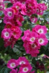 Hybrid Wichurana Rambling Rose: Rosa 'American Pillar' (U.S., 1902) | 장미