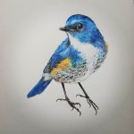 #새 #파랑 #blue #bird #불토 #saturdaynight #drawing #coloredpencil #coloring #realism #색연필드로잉 #색연필 #드로잉 #그림그리기... 