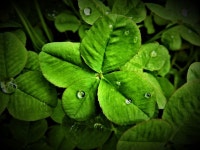 Four-leaf clover 네잎 클로버