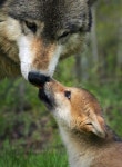 20 best wolves images on Pinterest | 여우, 야생 동물 및 귀여운 동물 wolves