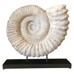 Stone Shell on Stand | 화석