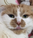 ココくんはInstagramを利用しています:「お手手で 遊ばれてるココくん #ねこ #cat #instagood #ねこすたぐらむ #猫 #可愛い #いいね返し... 