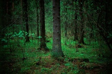 From Wikiwand: 숲 | Forest, Cover photos, Artist inspiration