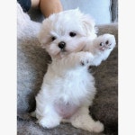 maltesers #malteserofinstagram    - ~*~Malteser Hunde~*~ - #Hunde #Maltese #maltesepuppy #Maltese… | 귀여운 아기 동물, 강아지