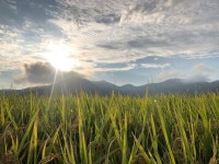 Geoje paddy field(거제 논밭) - 2021
