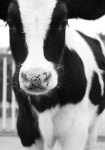 Cows에 관한 17개의 최상의 Pinterest 이미지 | 농장 동물, 시골 생활 및 농장 Cows 