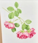 #엘리보태니컬아트 #백일홍 #보태니컬아트 #보태니컬아트색연필 #홍대 #ikba보태니컬아트교육협회 #botanicalart… | Instagram