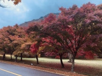 가을 최고의 힐링-단풍에 물들다 - 내장사(이미지 포함) | 가을, 단풍, 입구