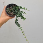 메디닐라 세디폴리아 22/ 동일품배송(Medinilla sedifolia) - 관엽식물(Foliage)