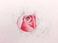 여리여리한 장미 꽃봉오리 그리기 | 예술 그림, 수채화 꽃, 칠하기