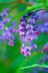 Mara Atanasova - Google+ #Exoticflowers | 아름다운 꽃, 꽃, 아름다운