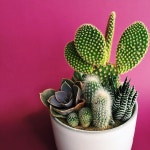 Bitkiler에 관한 29개의 최상의 Pinterest 이미지 | 다육 식물, 실내용 화초 및 실내 정원 Bitkiler