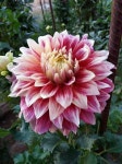 Pin page Dahlia flower에 있는 핀 - 2024 | 달리아