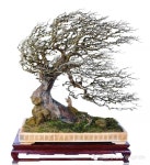 Pin de 최우종 en 다육이와 분재 | Árboles bonsai, Bonsai, Bonsais