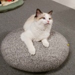 기요미 #라떼 #고양이라떼 #야옹이라떼 #랙돌 #렉돌 #래그돌 #ragdoll #ragdollcat #나도있어고양이 #고양이스타그램... 