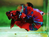 Pin page Pin oleh 승렬 이 di Nature | Betta, Ikan cupang, Ikan