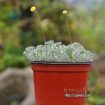 묵은둥이 은엽아지랑이 / 사진촬영 2023년 2월 18일 - 야생화(Wild Flower)
