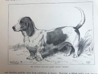 Pin by Kyungsu Kim on 스크랩 | Basset hound dog, Antique dog prints, Dog print art