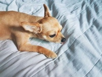 #냠냠 #FACT CHECK #치석제거껌 #반려스타그램 #댕댕 #dog #犬 #いぬ #  살짝 쫀드기 같다 기호성 좋음  . #냠냠 #FACT CHECK #치석제거껌... 