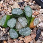 (초특가할인)자만상(소묘) 103-16(Haworthia maughanii) - 하월시아(Haworthia)