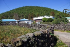 제주도 저지오름에서 만나는 싱그러운 숲길 | 추억