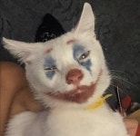 고양이 밈에 있는 Ji님의 핀 | 고양이 밈, 고양이, 밈