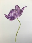 빌리 샤월 님의 라일락 패럿!! 모사를 완성했습니다. 결 살리기가 가장 포인트였어요. 보라색 색연필로 먼... - 2020 | 라일락, 수채화 꽃, 보라색