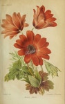 flowers-28914 - anemone fulgens [3086x4941] - | 색연필