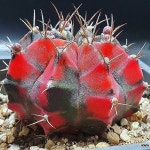 취황관 금 실생5년생 화분채 포장 세원선인장(Gymnocalycium... 포장 세원선인장(Gymnocalycium anisitsii f.variegata) - 선인장... 