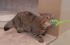 루루 : 앙! 내꼬아 Lulu grr..... KITTISAURUS/CLAIRE LUVCAT에 있는 핀