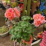 아랑무진제라늄(Pelargonium(Geranium)) - 관엽식물(Foliage)